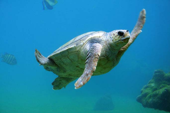 Beacutiful Sea Turtle underwater scuba view