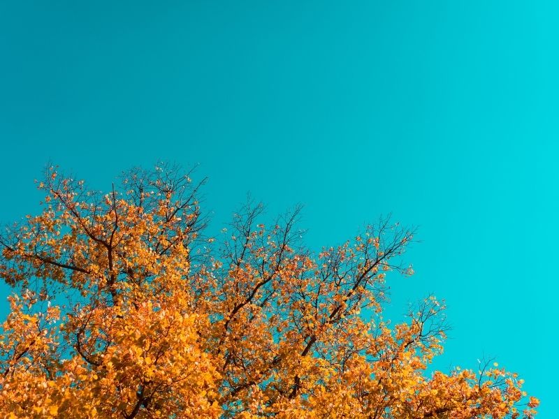 Fall Foliage Yellow Leaves on a blue sky